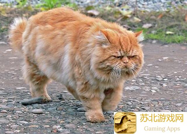猫之城2.0体验大揭秘！猫咪魅力爆棚，游玩心得分享！