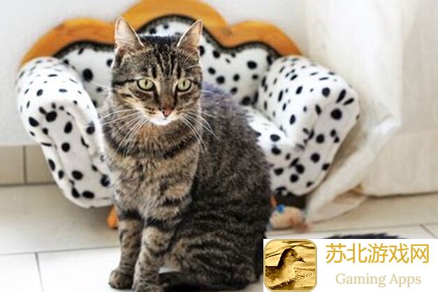 猫之城娜福瑞特秘域揭秘！访客角色评测全攻略，一张图教你轻松抽取，速成轮滑高手必看！