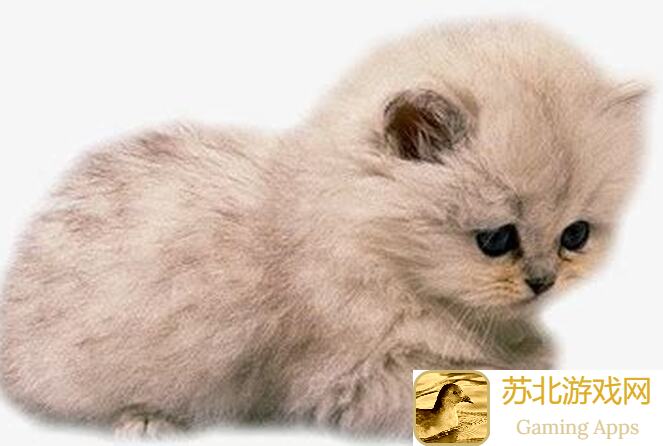 猫之城开服复活2.0，速成达人如何领跑节奏榜？深度攻略揭秘！